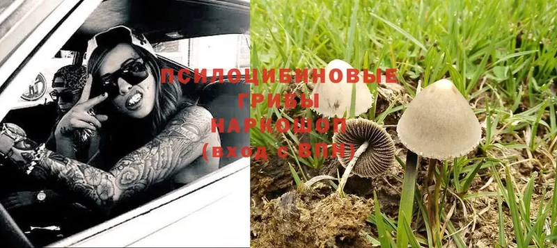 Псилоцибиновые грибы Psilocybine cubensis  купить наркоту  Давлеканово 